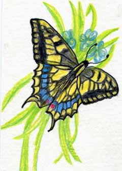 "Swallowtail" by Audrey J. Wilde, Wausau WI - Colored pencil